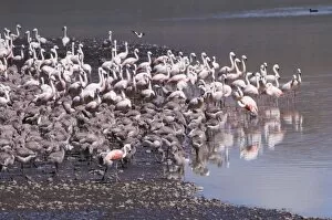 Chilean Flamingo - colony with young