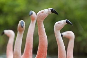 Chilean Flamingo - courtship dance