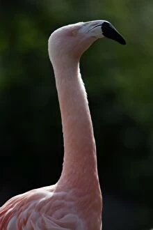 Chilean Flamingo - detailed study of neck and head