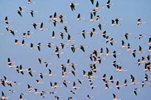 Chilean Flamingo - in flight
