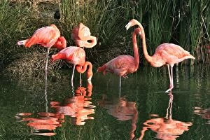 Images Dated 21st September 2004: Chilean Flamingo - group in water