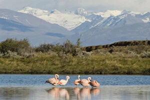 Images Dated 18th November 2010: Chilean Flamingo Laguna Nimez Reserve; El
