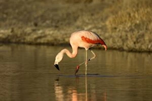 Chilean Flamingo - on one leg