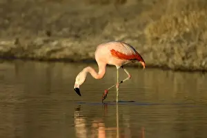 Chilean Flamingo South America. Photographed in Santa Cruz Province, Patagonia, Argentina