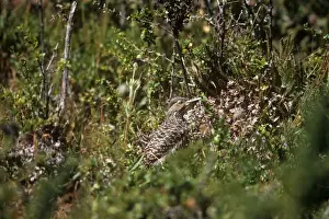 Chilean Flicker - Parque Nacional Los Glaciares - Argentina