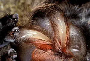 Moulting Prints: Chilean Rose Birdeating Tarantula Spider PPG 1445 Moulting c/u Grammostola roseus Formaely