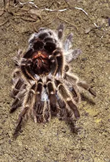 Chilean Rose Birdeating Tarantula Spider PPG 1451 Moulting Grammostola roseus Formerly: Phrixotrichus spatulata/roseus © Pascal Goetgheluck / ARDEA LONDON