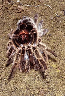 Spiders Collection: Chilean Rose Tarantula - leaving its moulting. formerly Phrixotrichus spatulata / roseus