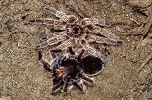 Chilean Rose Tarantula - leaving its moulting. formerly Phrixotrichus spatulata / roseus