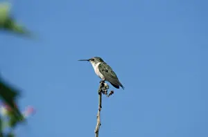 Chilian Woodstar - female - Arica Chilie