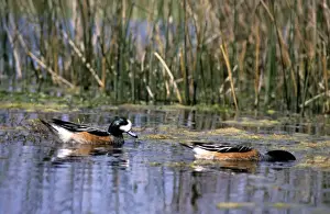 Wigeon Prints: Chiloe Wigeon