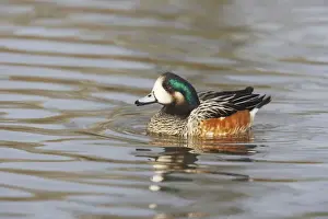Chiloe Wigeon Anas sibilatrix WWT Slimbridge Gloucestershire, UK BI013115