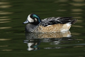 Chiloe Wigeon - drake swimming on lake
