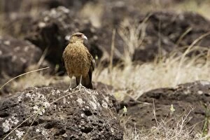 Images Dated 29th October 2004: Chimango caracara on lava boulder
