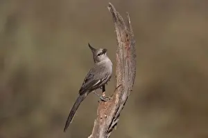 Chiming Wedgebill Near Imanpa Aboriginal Community, Northern Territory, Australia