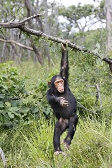 Images Dated 16th April 2006: chimpanze. Chimpanzee Pan troglodytes