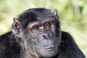 Images Dated 20th April 2006: chimpanze. Chimpanzee Pan troglodytes