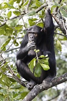 Images Dated 18th April 2006: chimpanze. Chimpanzee Pan troglodytes