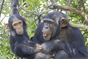 Images Dated 15th April 2006: chimpanze. Chimpanzee Pan troglodytes