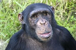 Images Dated 18th April 2006: chimpanze. Chimpanzee Pan troglodytes
