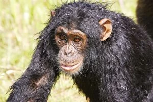 Images Dated 20th April 2006: chimpanze. Chimpanzee Pan troglodytes
