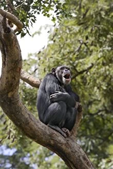 Images Dated 19th April 2006: chimpanze. Chimpanzee Pan troglodytes