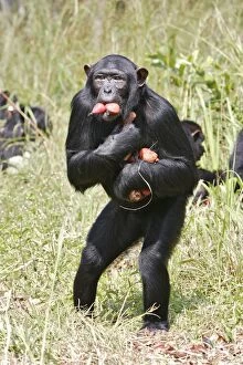 Images Dated 18th April 2006: Chimpanzee