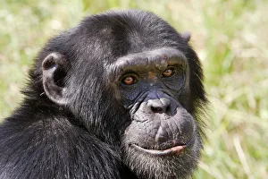 Chimpanzee