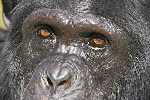 Images Dated 16th April 2006: Chimpanzee