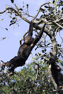 Images Dated 17th April 2006: Chimpanzee