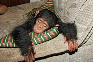 Images Dated 17th April 2006: Chimpanzee