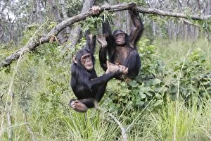 Images Dated 16th April 2006: Chimpanzee