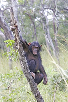 Images Dated 16th April 2006: Chimpanzee