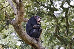 Images Dated 19th April 2006: Chimpanzee