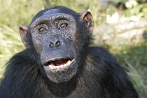 Chimpanzee