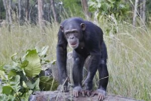 Images Dated 18th April 2006: Chimpanzee