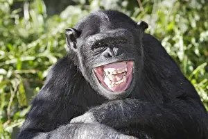 Chimpanzee