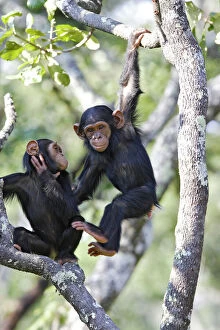 Chimps Collection: Chimpanzee