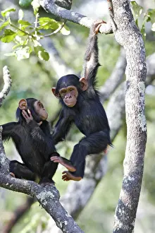 Hanging Prints: Chimpanzee