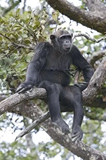 Images Dated 19th April 2006: Chimpanzee