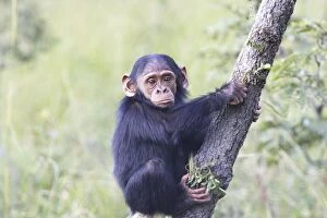 Images Dated 17th April 2006: Chimpanzee