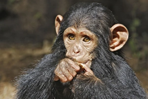 Images Dated 17th April 2006: Chimpanzee