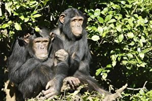 Images Dated 17th April 2006: Chimpanzee