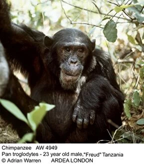 Chimpanzees Gallery: CHIMPANZEE - 23 year old male, Freud - facing camera