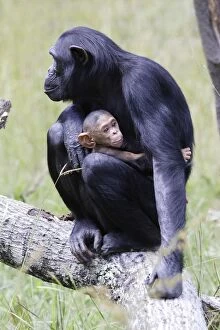 Chimpanzee - with 4 week old baby