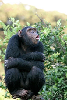 Chimpanzee - Ã pant-hootÃ / calling