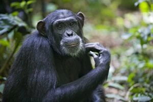 Chimpanzee - adult female