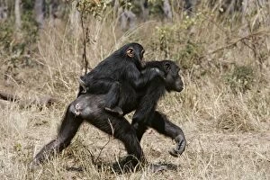 Images Dated 16th July 2004: Chimpanzee - adult giving piggy-back to young. Chimfunshi Chimp Reserve - Zambia - Africa