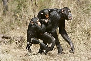 Images Dated 17th July 2004: Chimpanzee - adult giving piggy-back to young, sibling jealousy