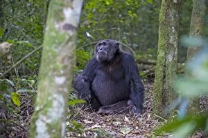 Images Dated 6th June 2009: Chimpanzee - adult male